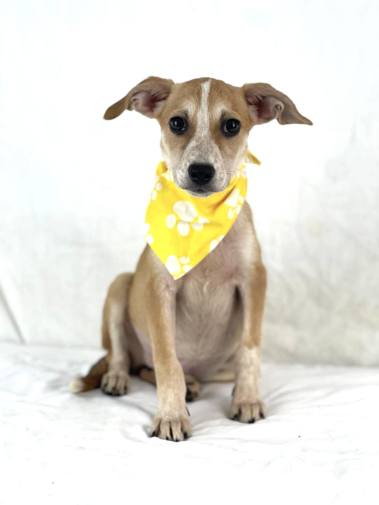 Olga, ADOPTABLE, Puppy Female Dachshund & Chihuahua.