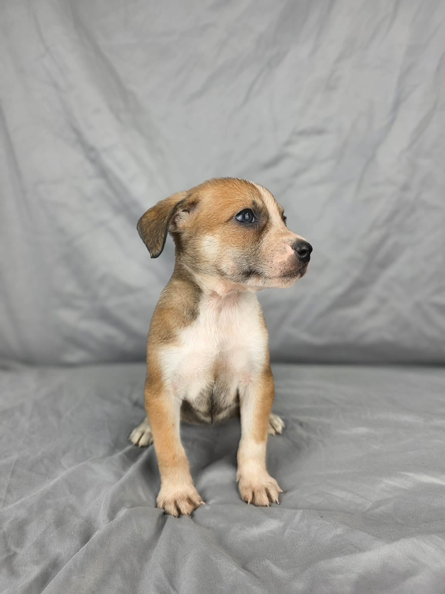 Olga, a ADOPTABLE mixed breed in Olympia, WA image 3/4
