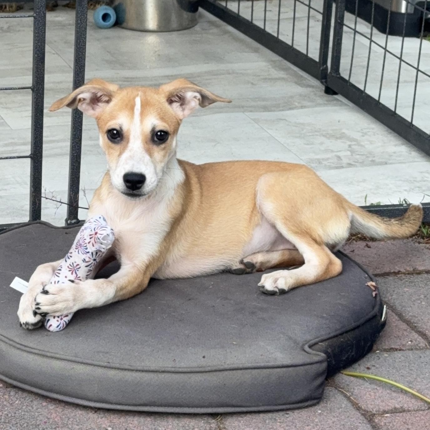 Olga, an adoptable mixed breed in Olympia, WA image 1/6