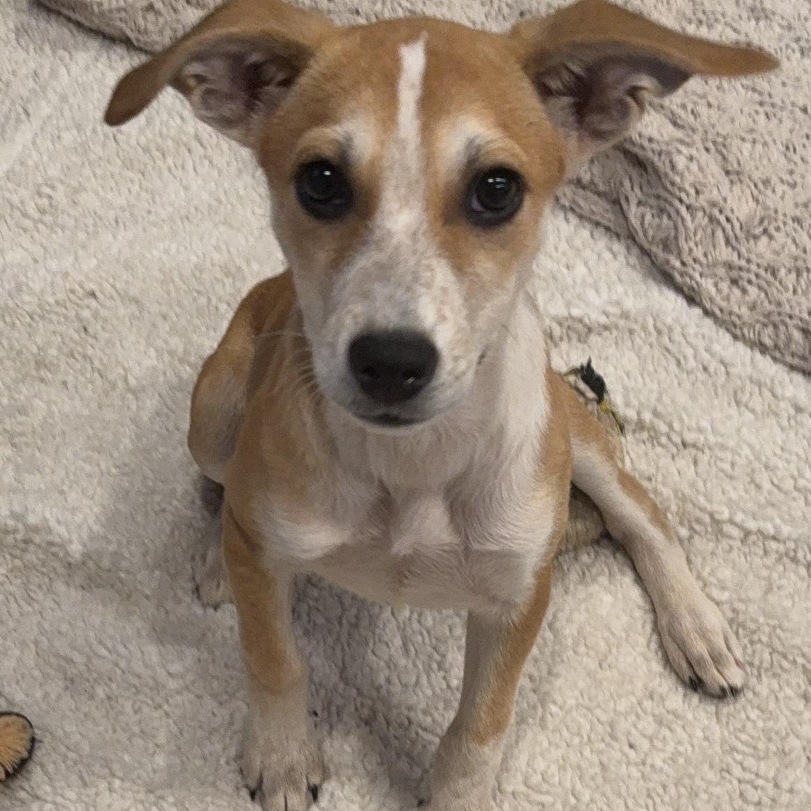 Olga, an adoptable mixed breed in Olympia, WA image 2/6
