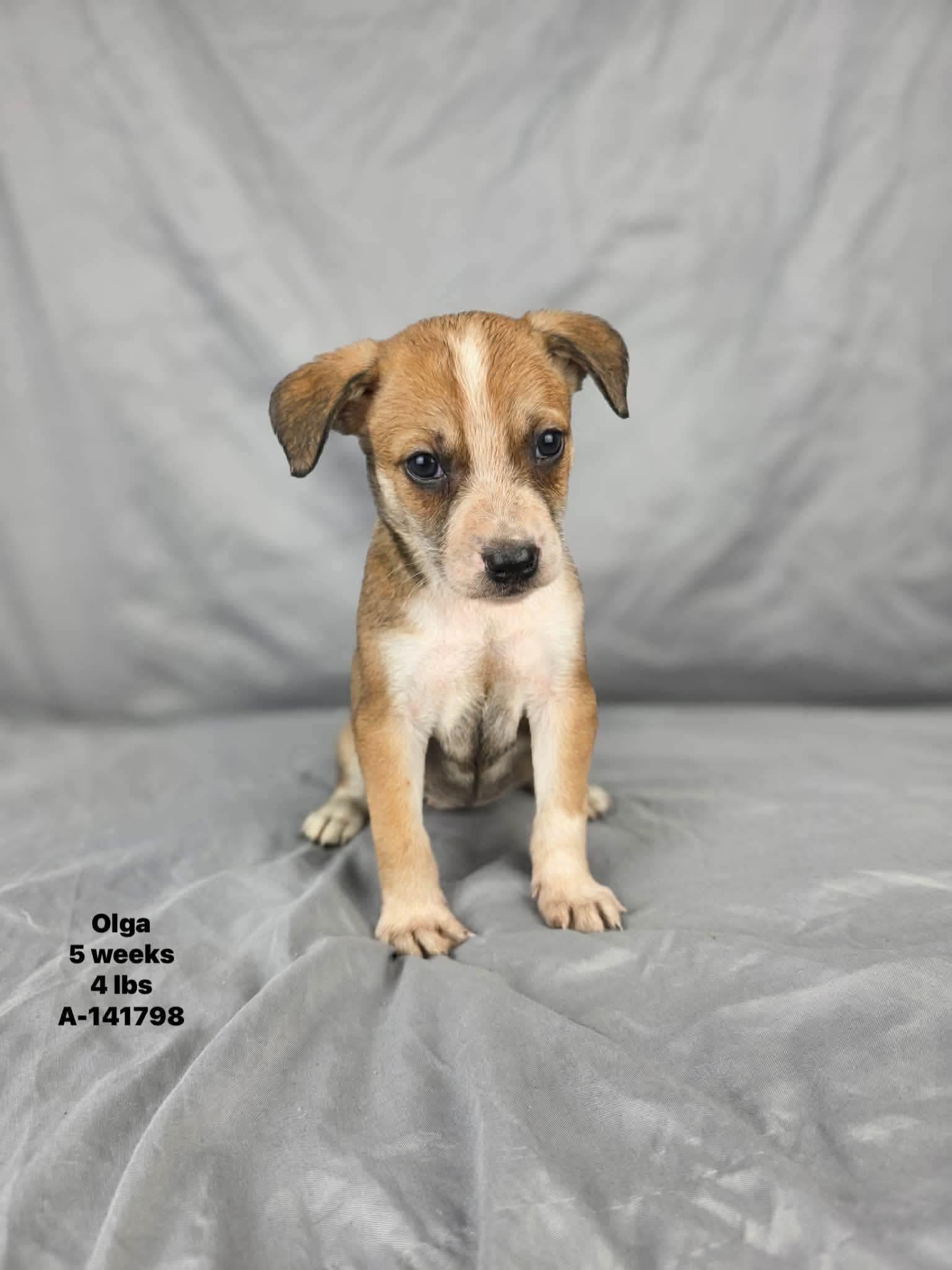 Olga, a ADOPTABLE mixed breed in Olympia, WA image 2/4