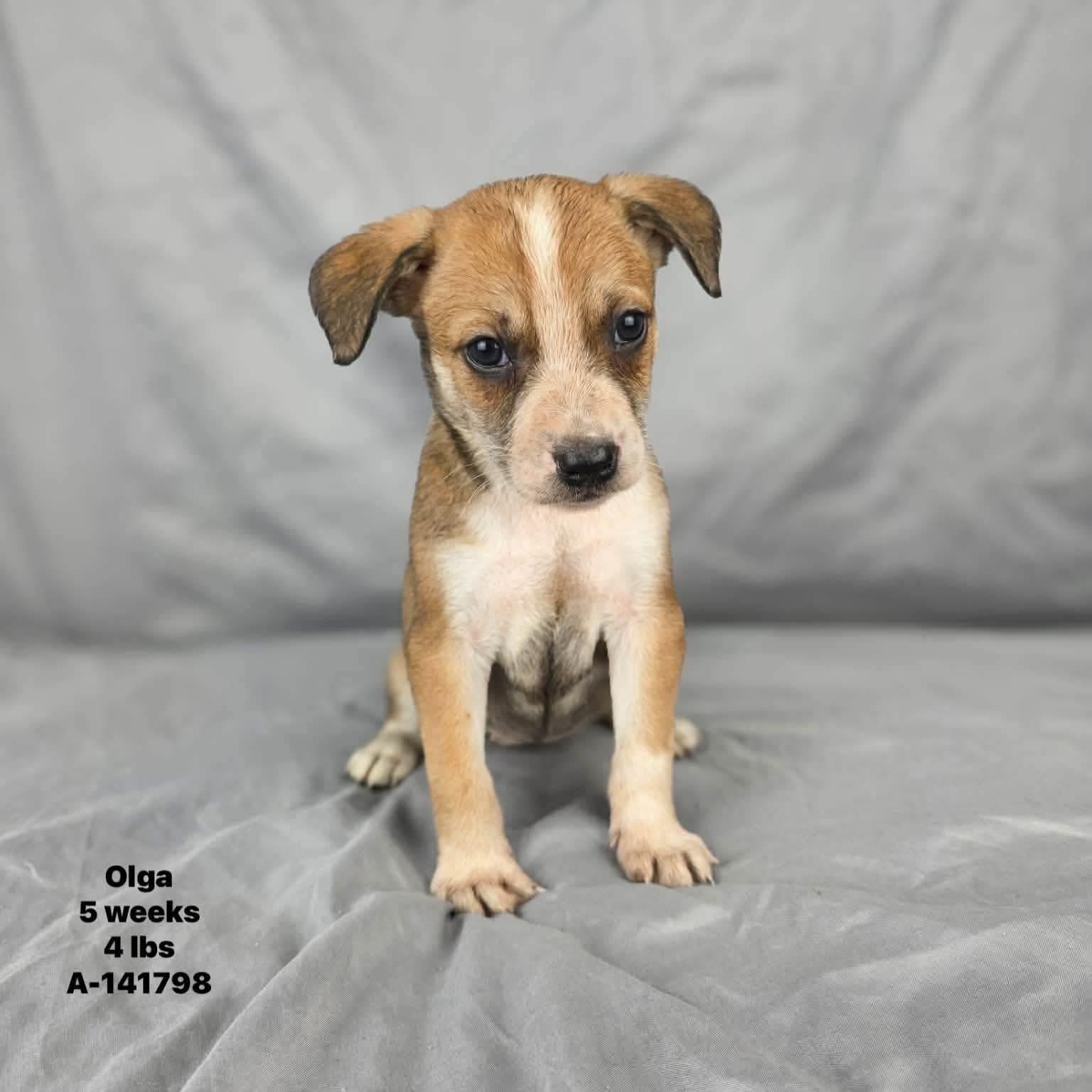 Olga, an adoptable mixed breed in Olympia, WA image 6/6