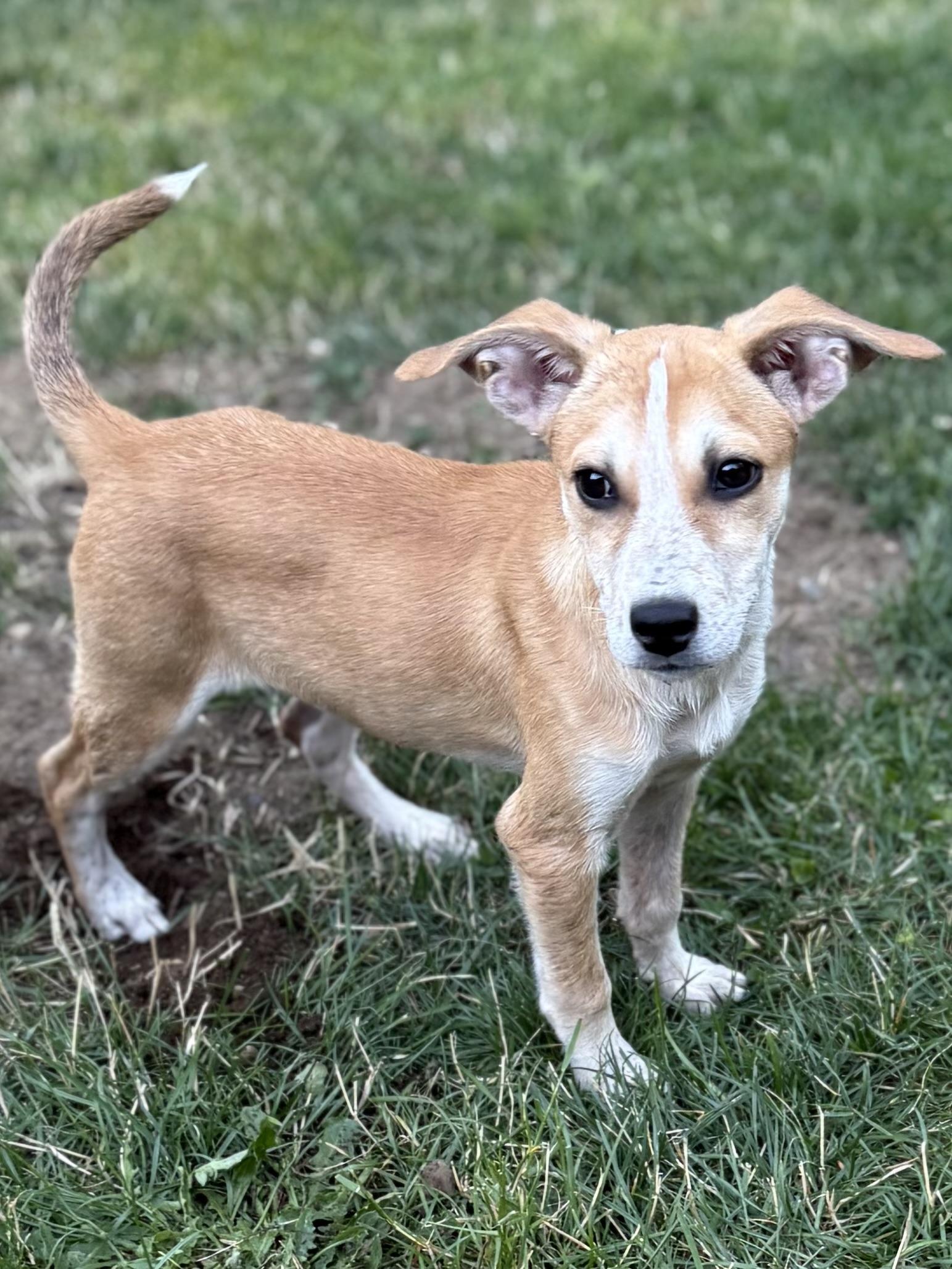 Olga, an adoptable mixed breed in Olympia, WA image 4/6