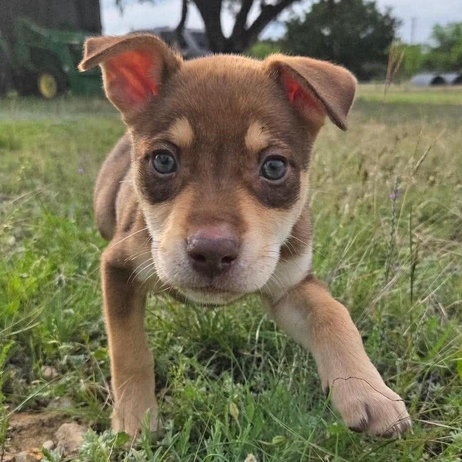 Goldie, adopted, Puppy Female Pit Bull Terrier & American Staffordshire Terrier.