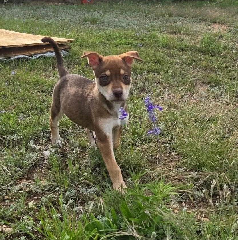 Enlarge Goldie, an adopted mixed breed in Austin, TX image 2/2