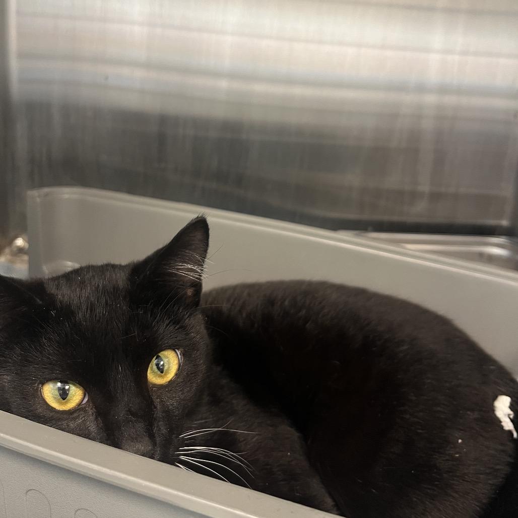 Enlarge Noah, a Adoptable Domestic Short Hair in Englewood, FL image 2/3