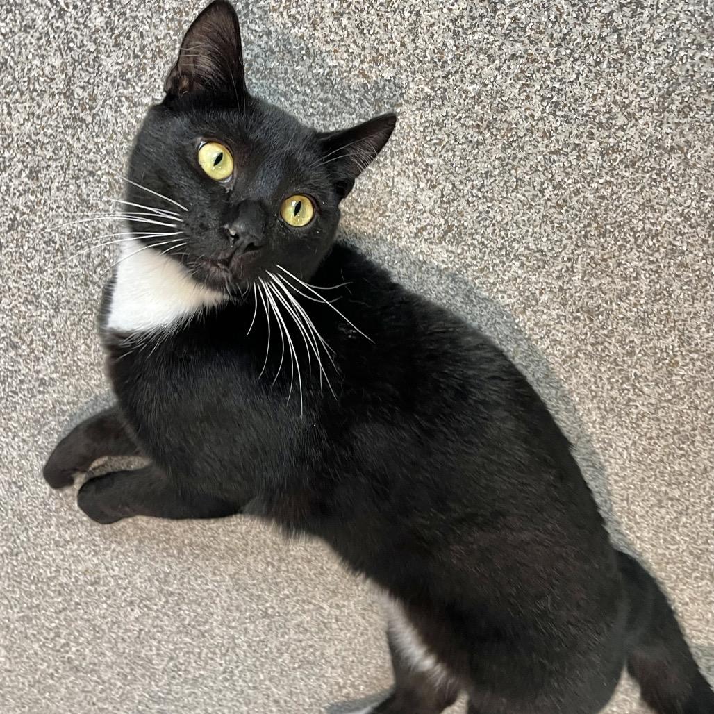 Enlarge Noah, a Adoptable Domestic Short Hair in Englewood, FL image 3/5