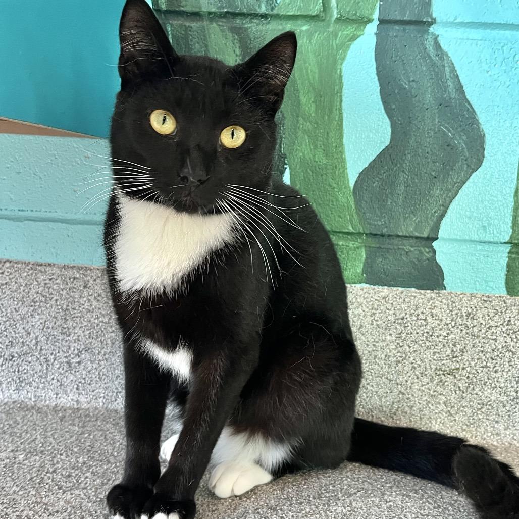 Enlarge Noah, a Adoptable Domestic Short Hair in Englewood, FL image 4/5