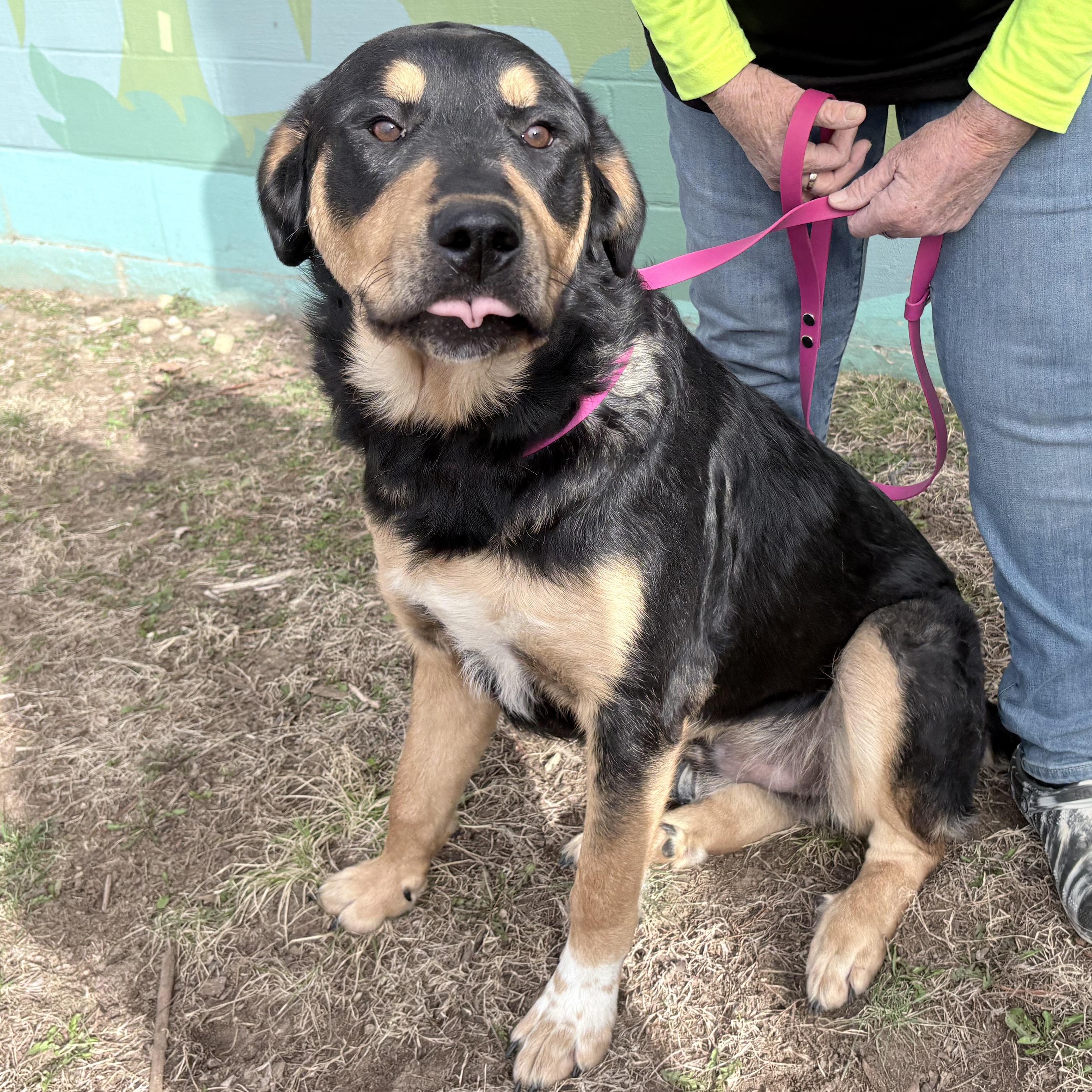Enlarge Titan, an adopted mixed breed in Columbus, IN image 2/2