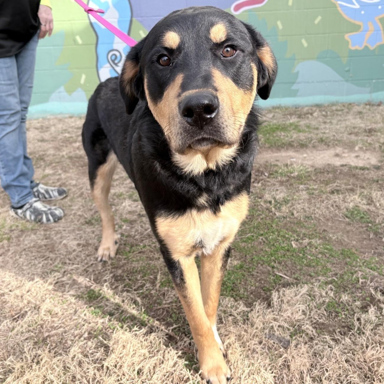 Titan, adopted, Adult Male Rottweiler.