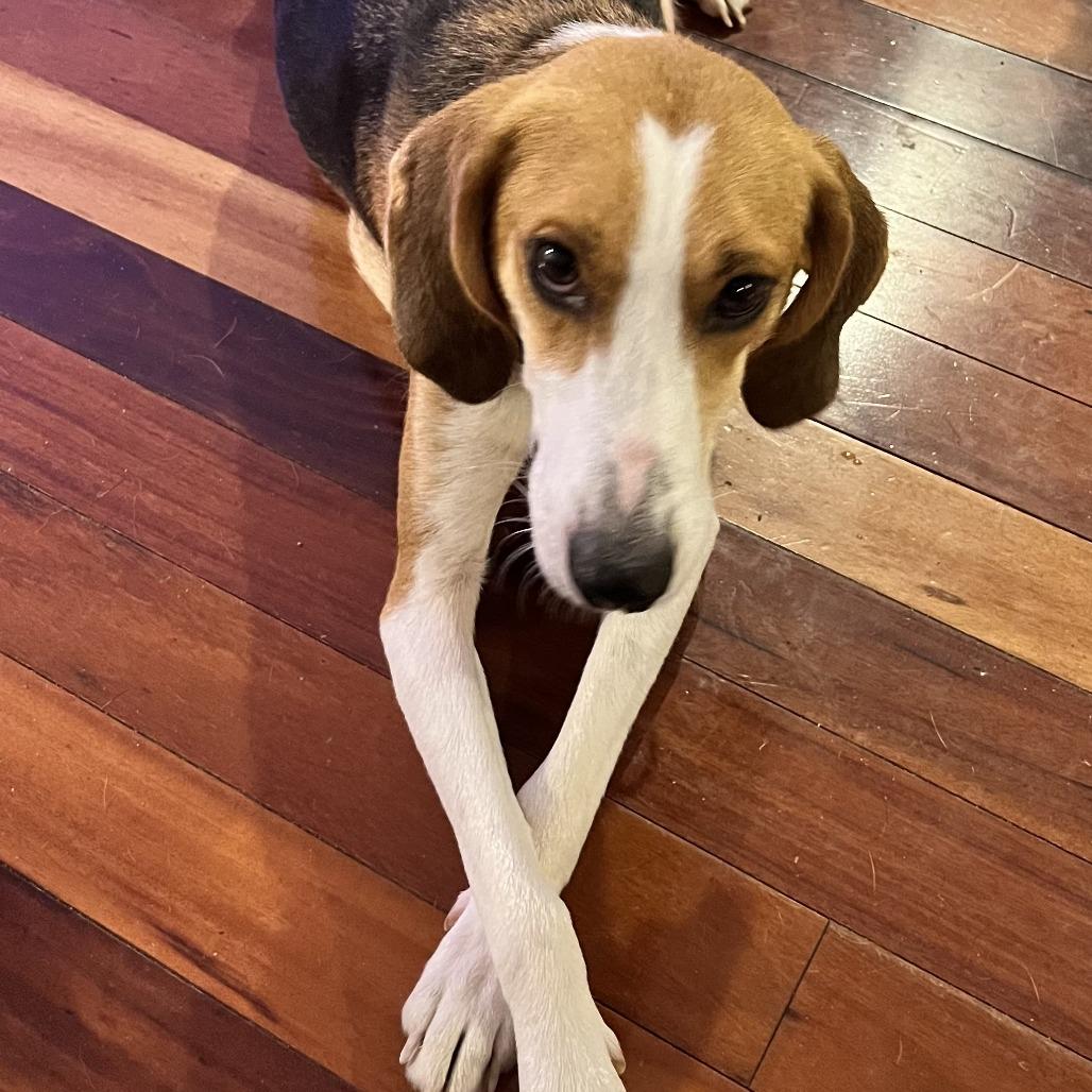 Callie, Adoptable, Adult Female Hound.