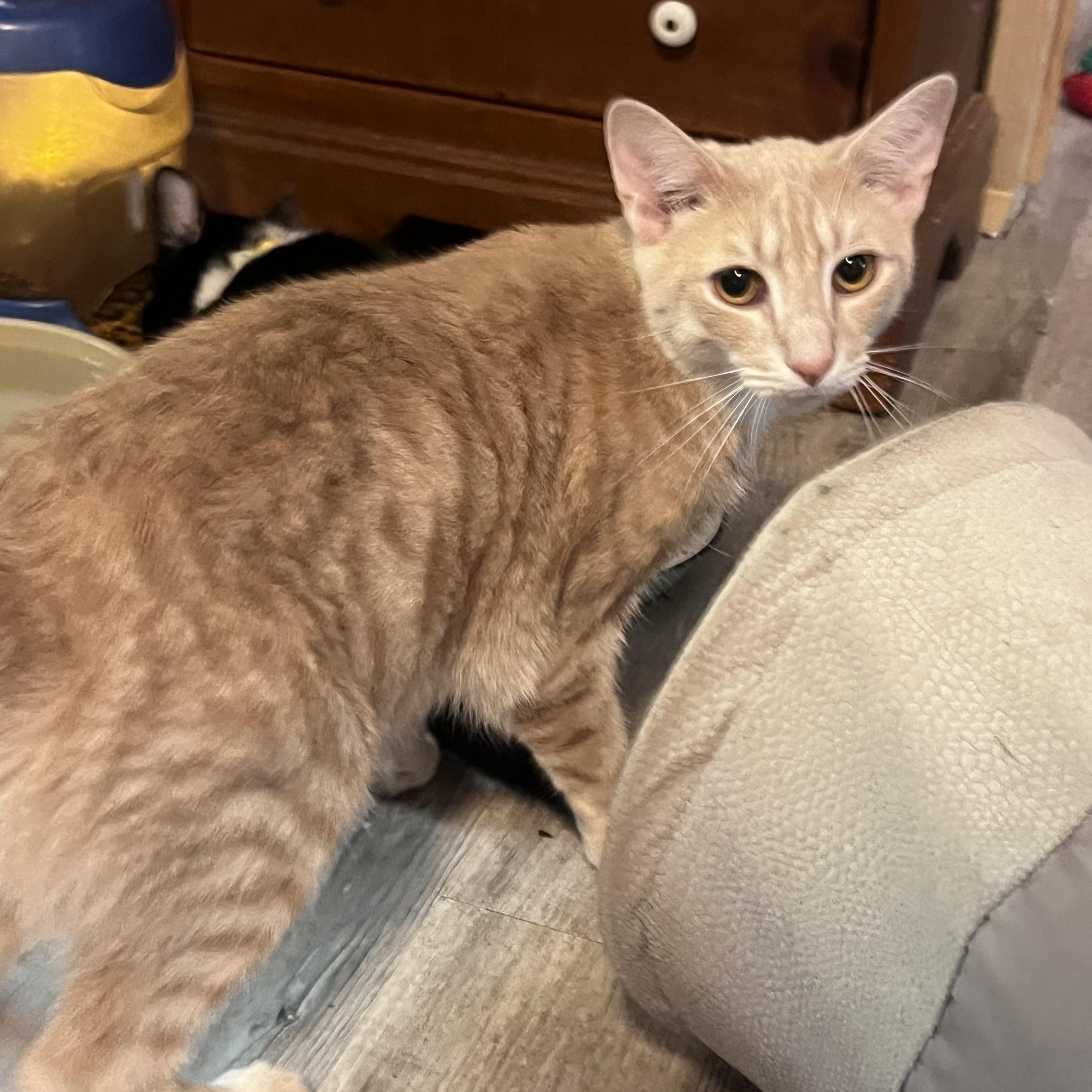 Enlarge Griffin & Sasha, a Adoptable Domestic Short Hair in Baltimore, MD image 1/3