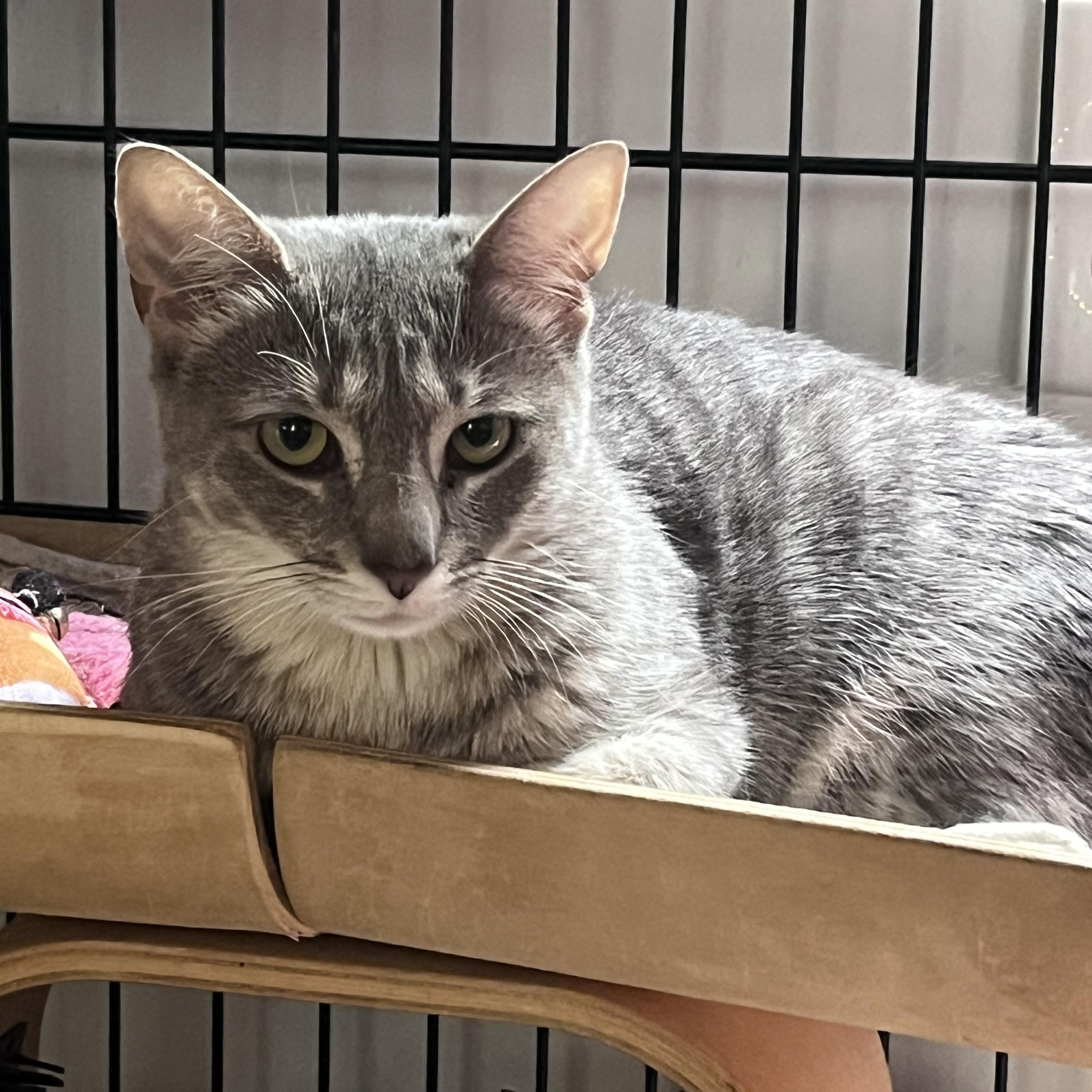 Enlarge Griffin & Sasha, a Adoptable Domestic Short Hair in Baltimore, MD image 2/3