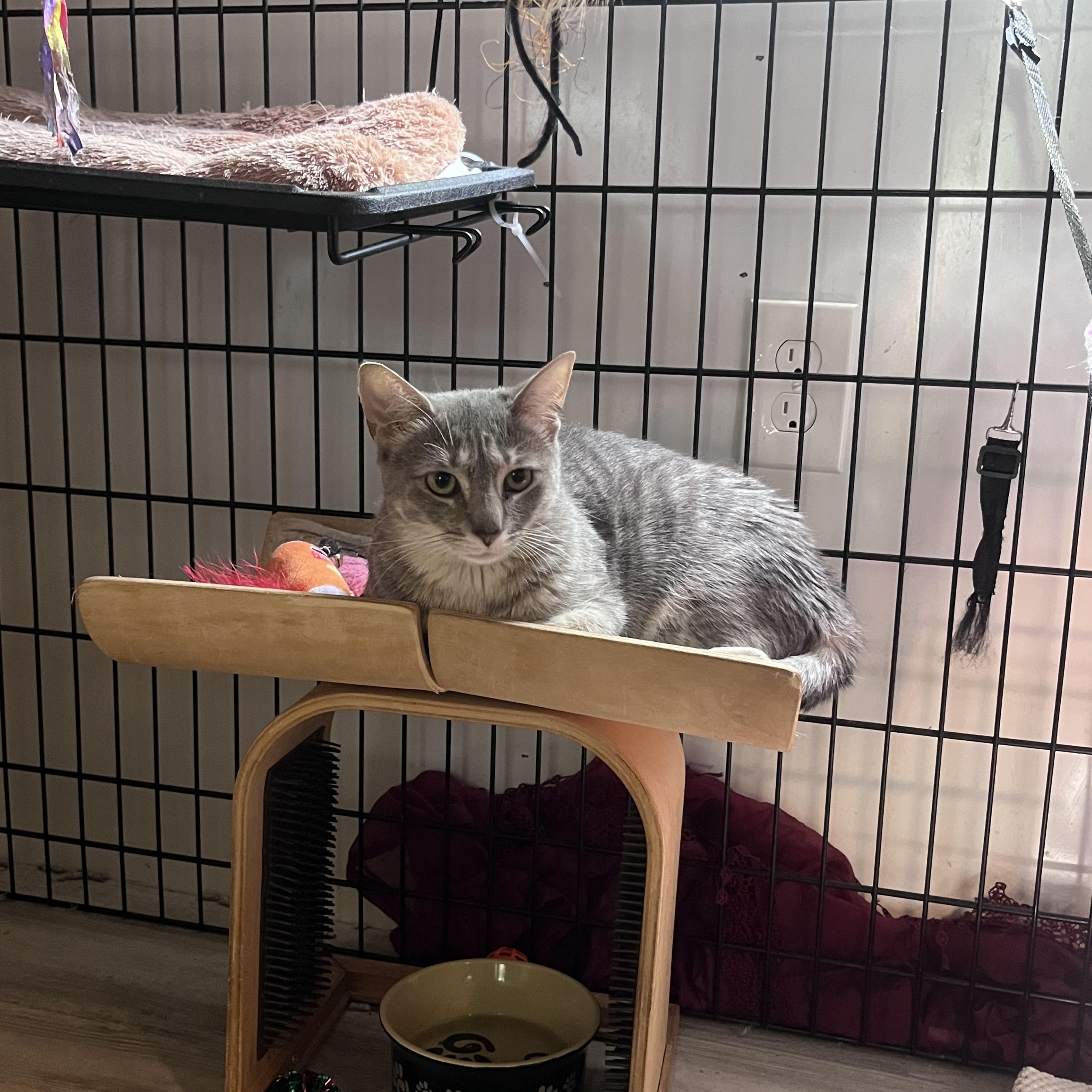 Enlarge Griffin & Sasha, a Adoptable Domestic Short Hair in Baltimore, MD image 3/3