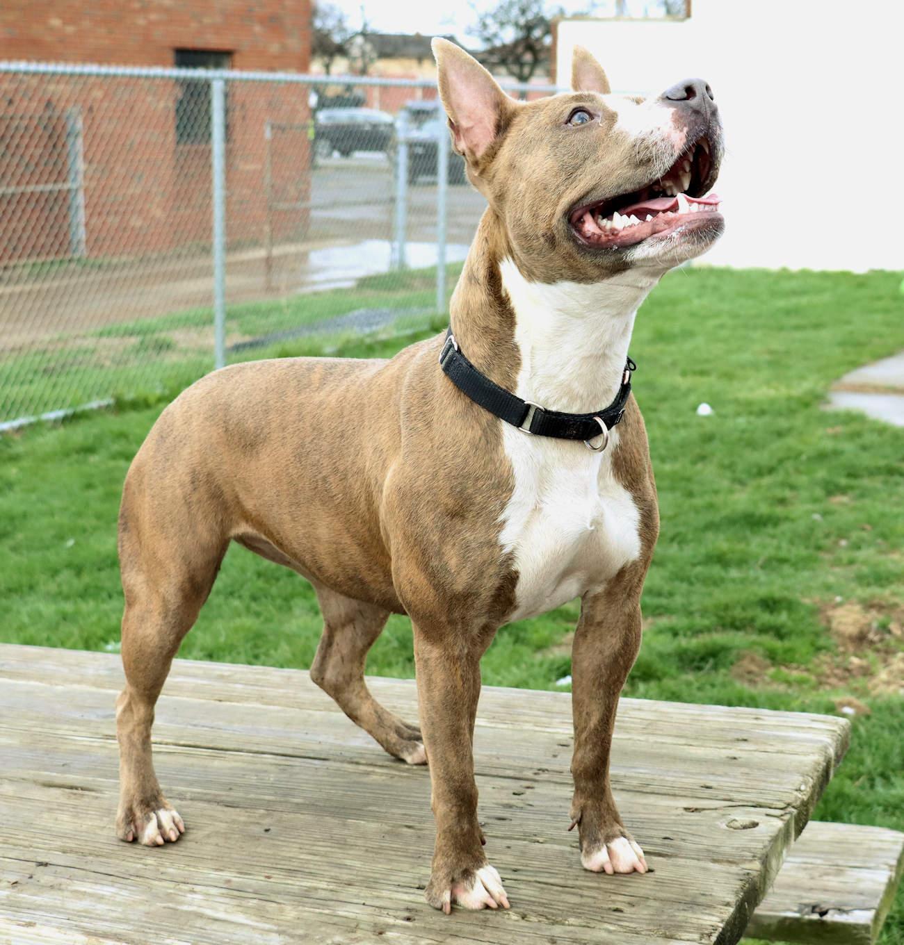 Enlarge Mariah, a Adoptable mixed breed in Euclid, OH image 5/6