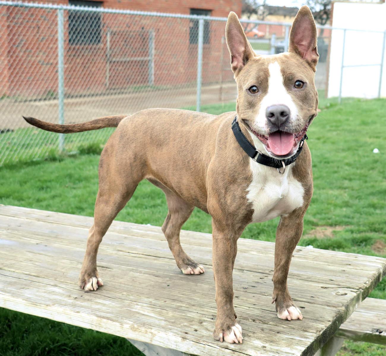 Enlarge Mariah, a Adoptable mixed breed in Euclid, OH image 6/6