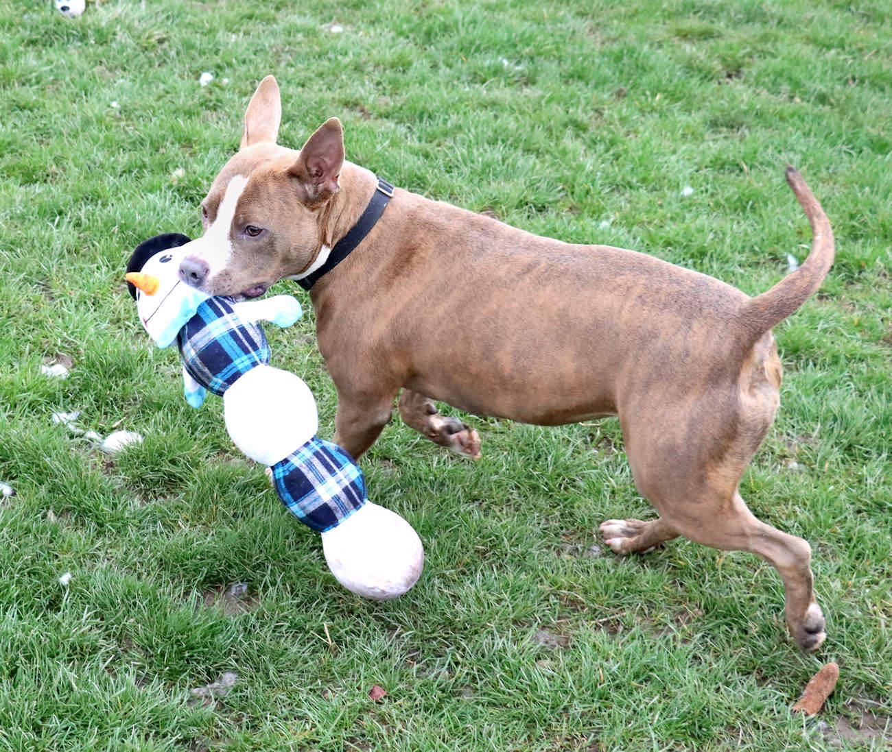 Enlarge Mariah, a Adoptable mixed breed in Euclid, OH image 2/6