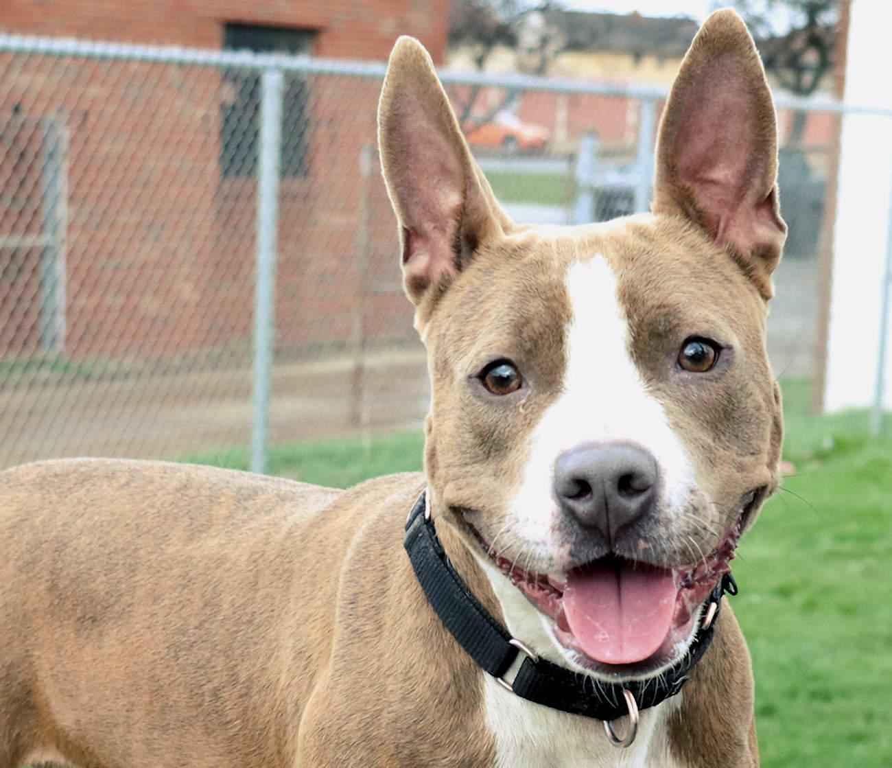 Mariah, Adoptable, Young Female Pit Bull Terrier.