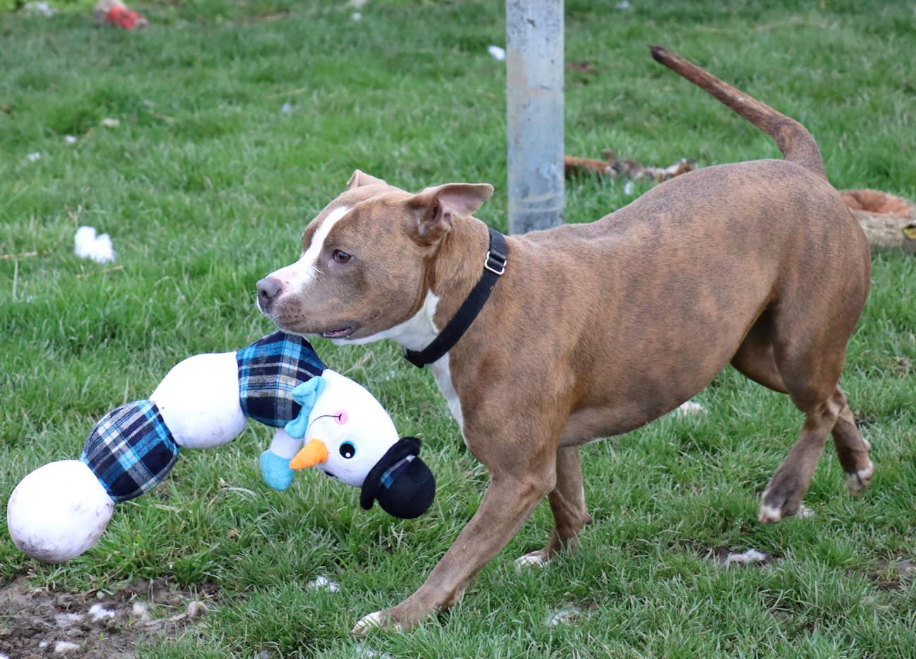 Enlarge Mariah, a Adoptable mixed breed in Euclid, OH image 4/6