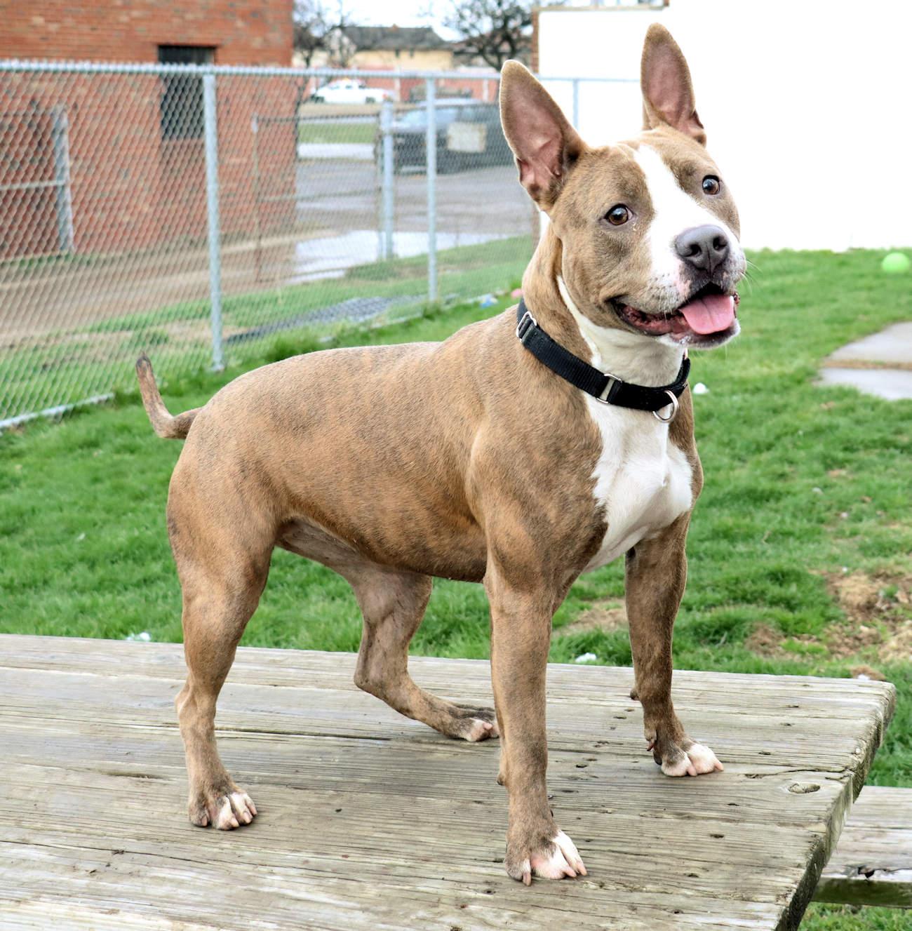 Enlarge Mariah, a Adoptable mixed breed in Euclid, OH image 3/6