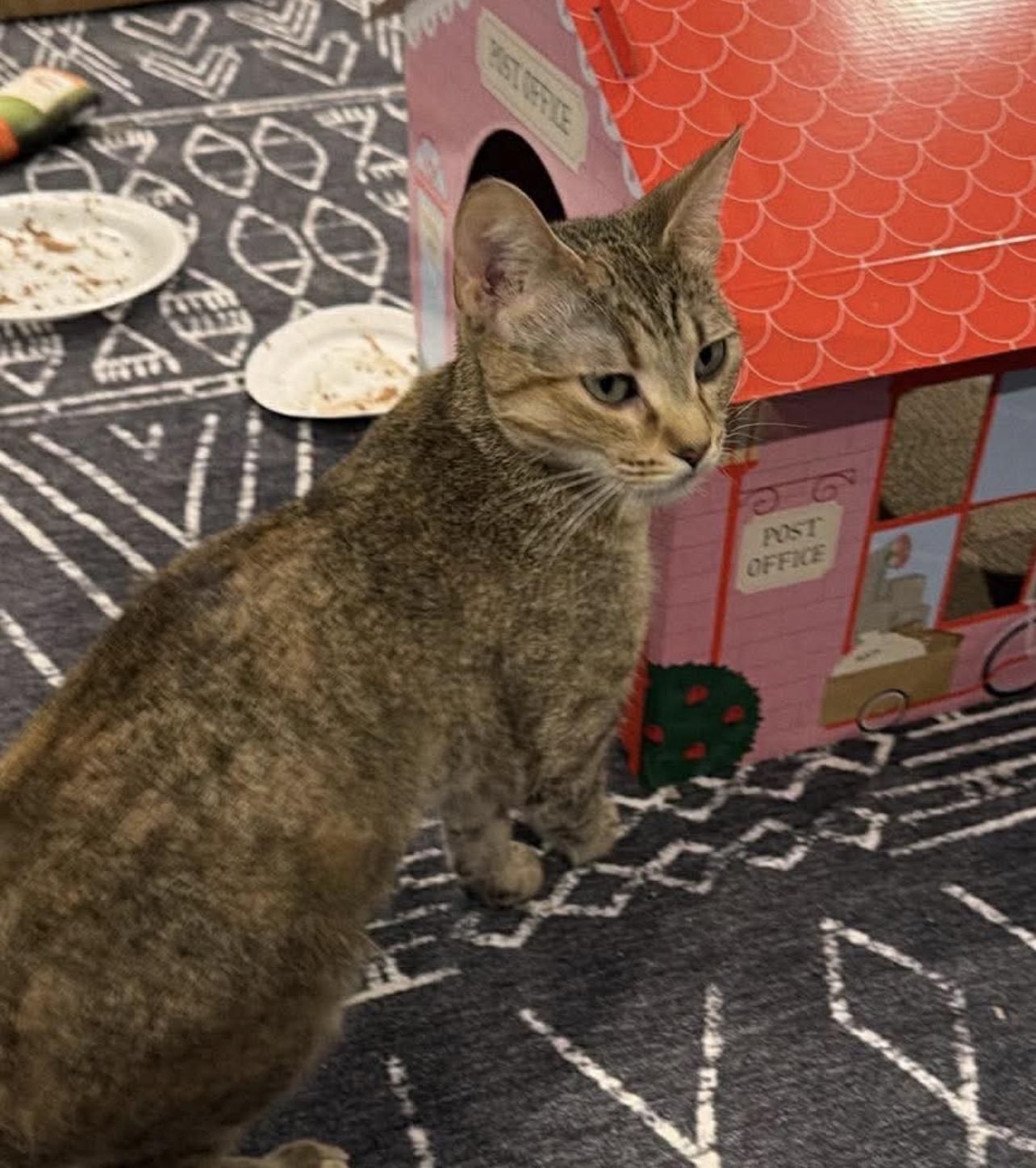 Milan, Adoptable, Young Female Domestic Short Hair.