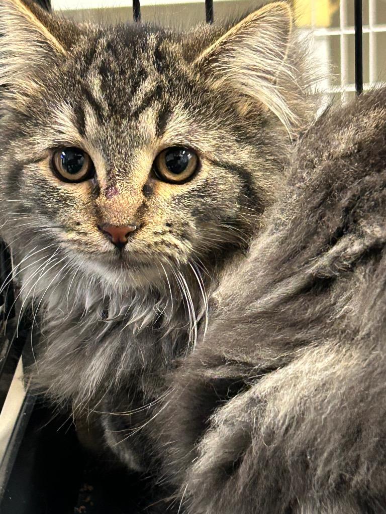 Hugo (Classi), a Adoptable Maine Coon in Grand Junction, CO image 1/3