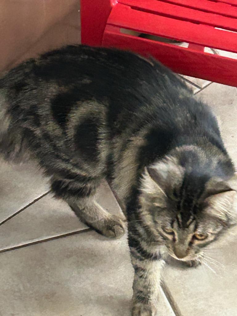 Enlarge Hugo (Classi), a Adoptable Maine Coon in Grand Junction, CO image 1/3