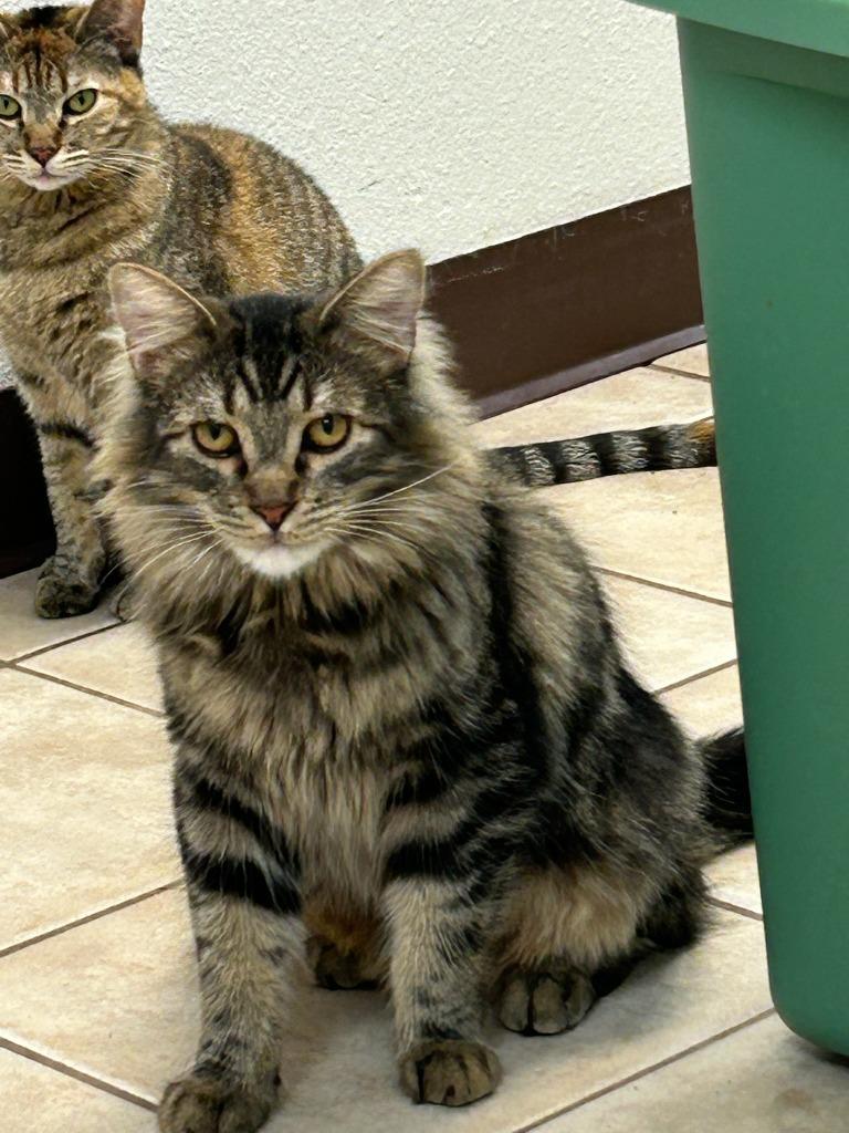Enlarge Hugo (Classi), a Adoptable Maine Coon in Grand Junction, CO image 2/3