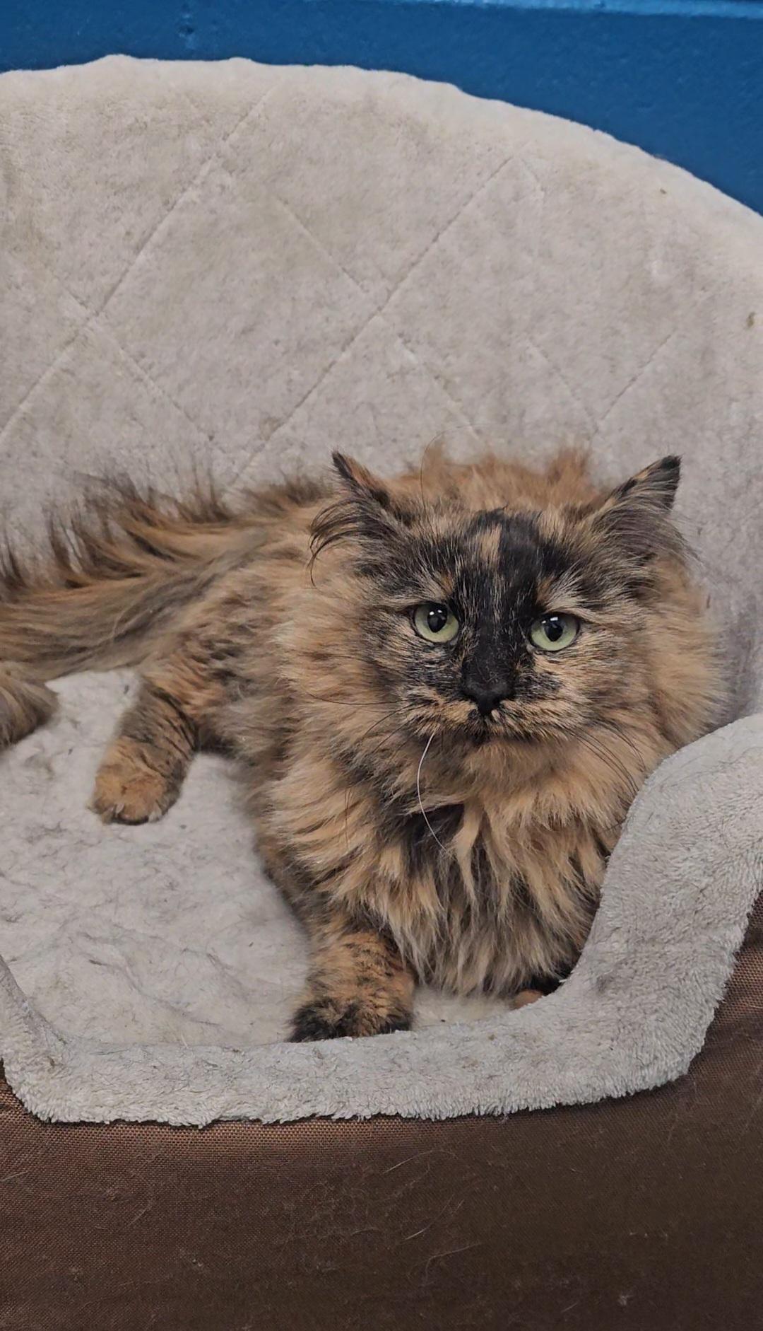 Enlarge Hazel, an adopted mixed breed in Mount Pleasant, MI image 1/3