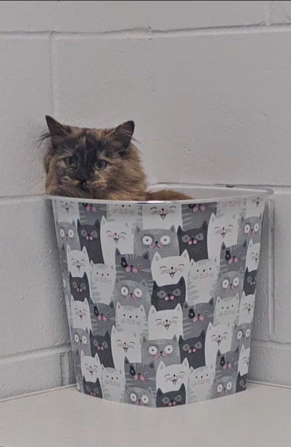 Enlarge Hazel, an adopted mixed breed in Mount Pleasant, MI image 2/3