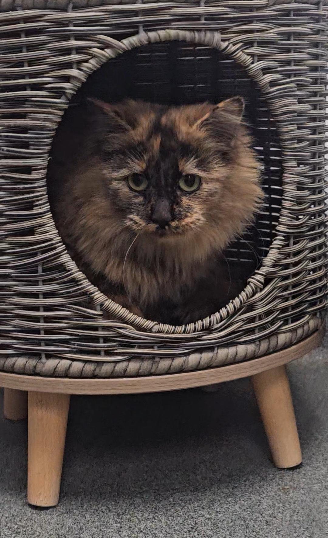 Enlarge Hazel, an adopted mixed breed in Mount Pleasant, MI image 3/3