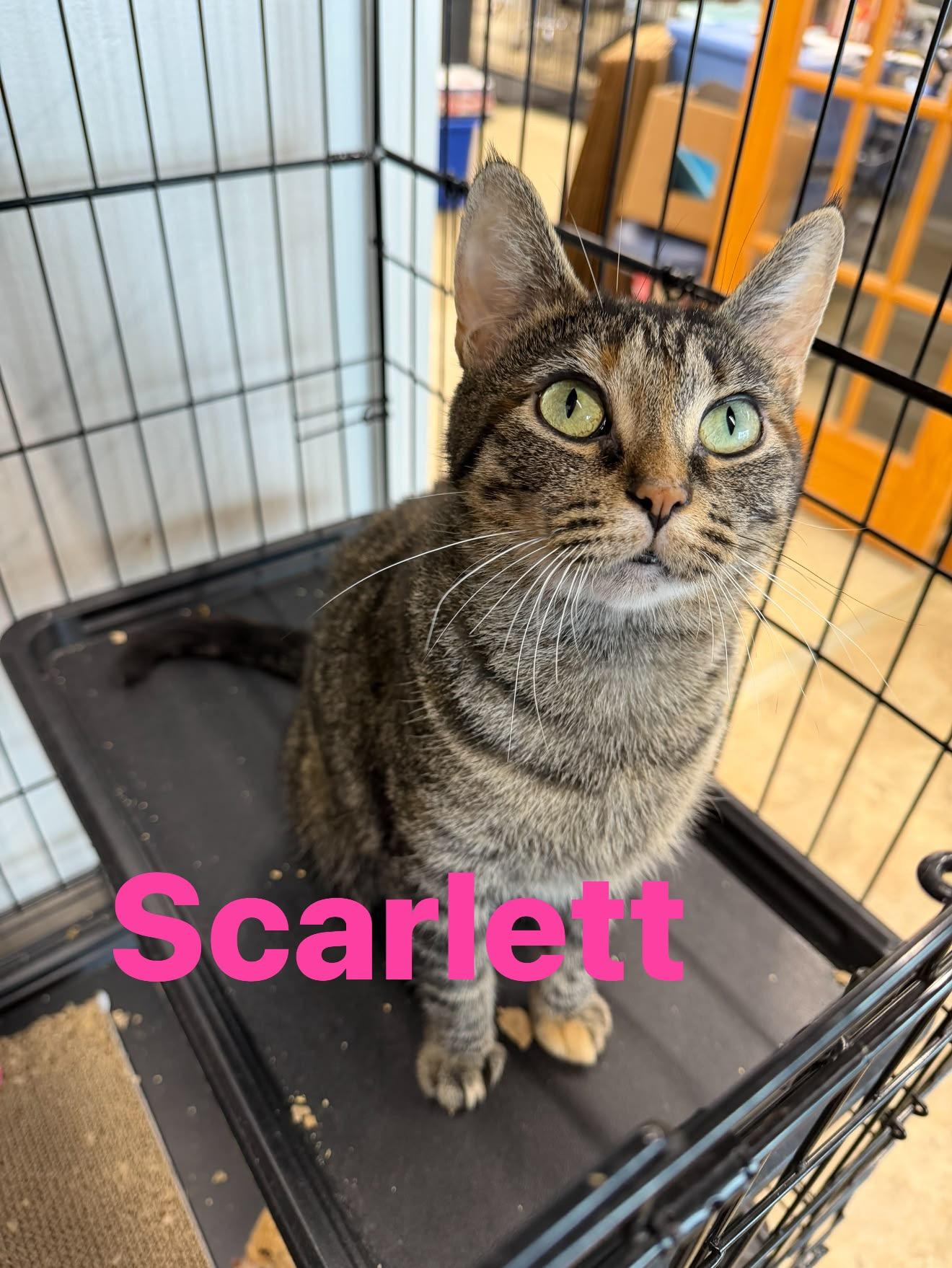 Scarlett, Adoptable, Young Female Domestic Short Hair.