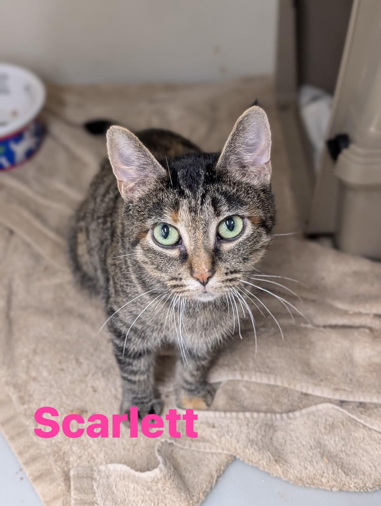 Enlarge Scarlett, a Adoptable Domestic Short Hair in Cowlesville, NY image 2/2