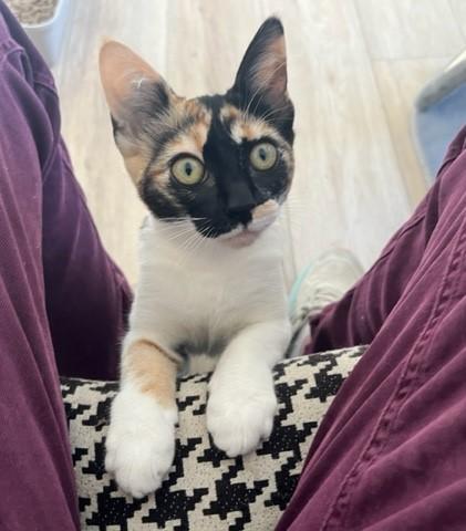 Little Ms. Frankie Girl