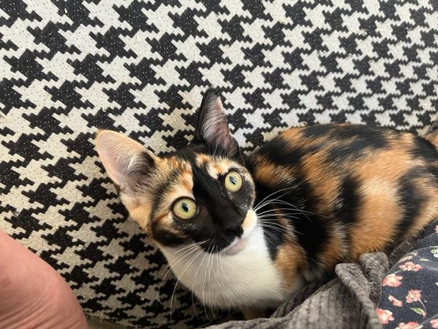 Little Ms. Frankie Girl