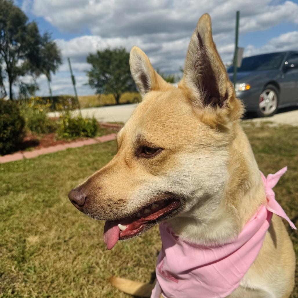 Reba, Adoptable, Adult Female Siberian Husky & Mixed Breed.