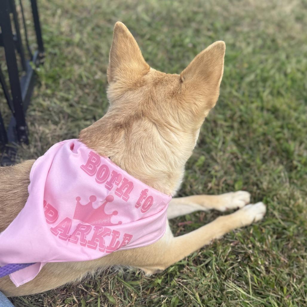 Enlarge Reba, a Adoptable mixed breed in Rock Falls, IL image 2/3