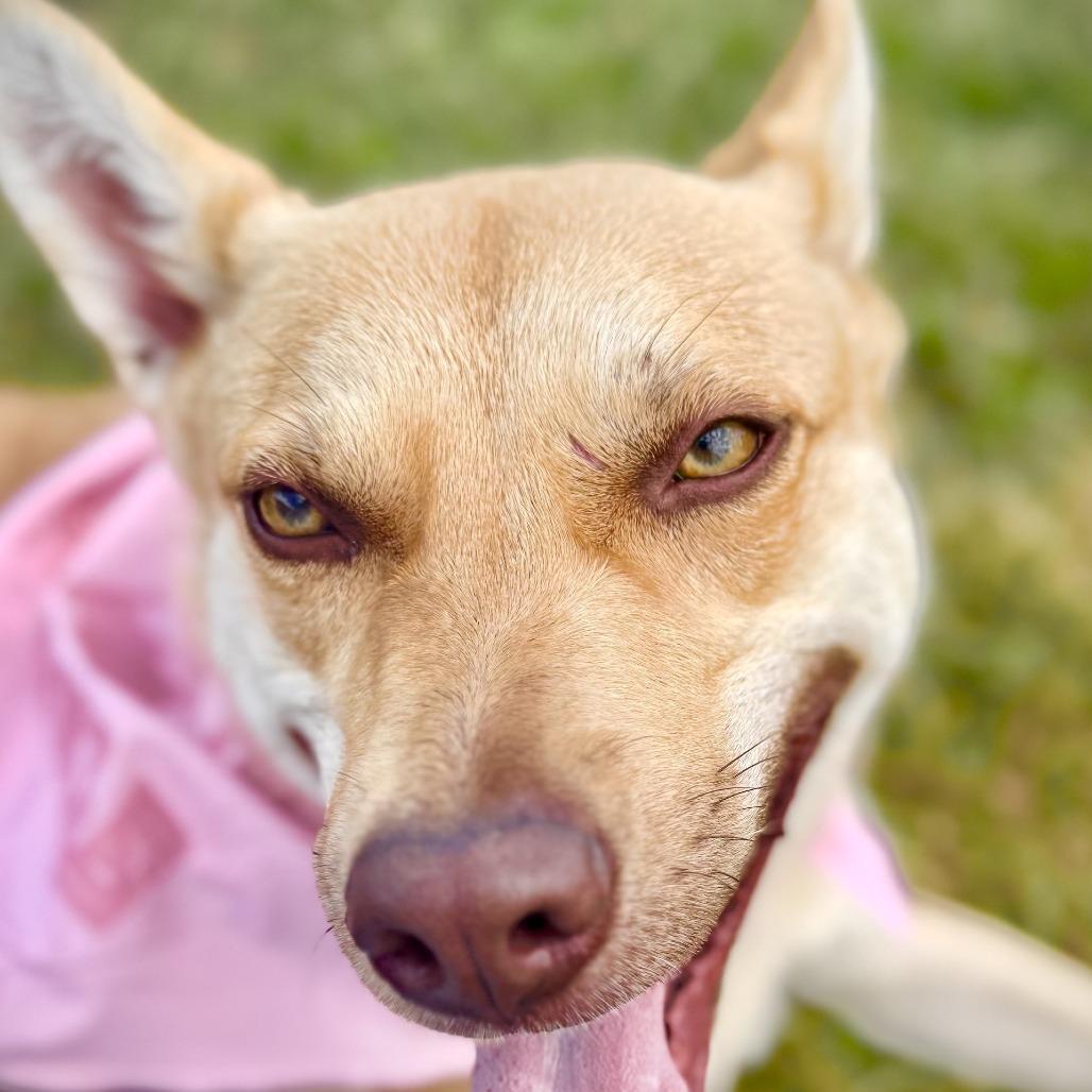 Enlarge Reba, a Adoptable mixed breed in Rock Falls, IL image 3/3