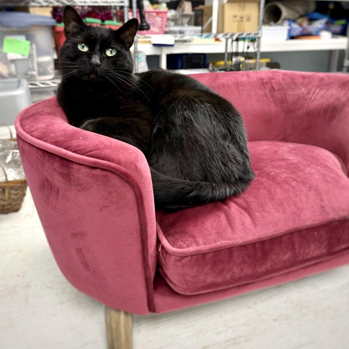 Sabrina *, Adult Female unknown