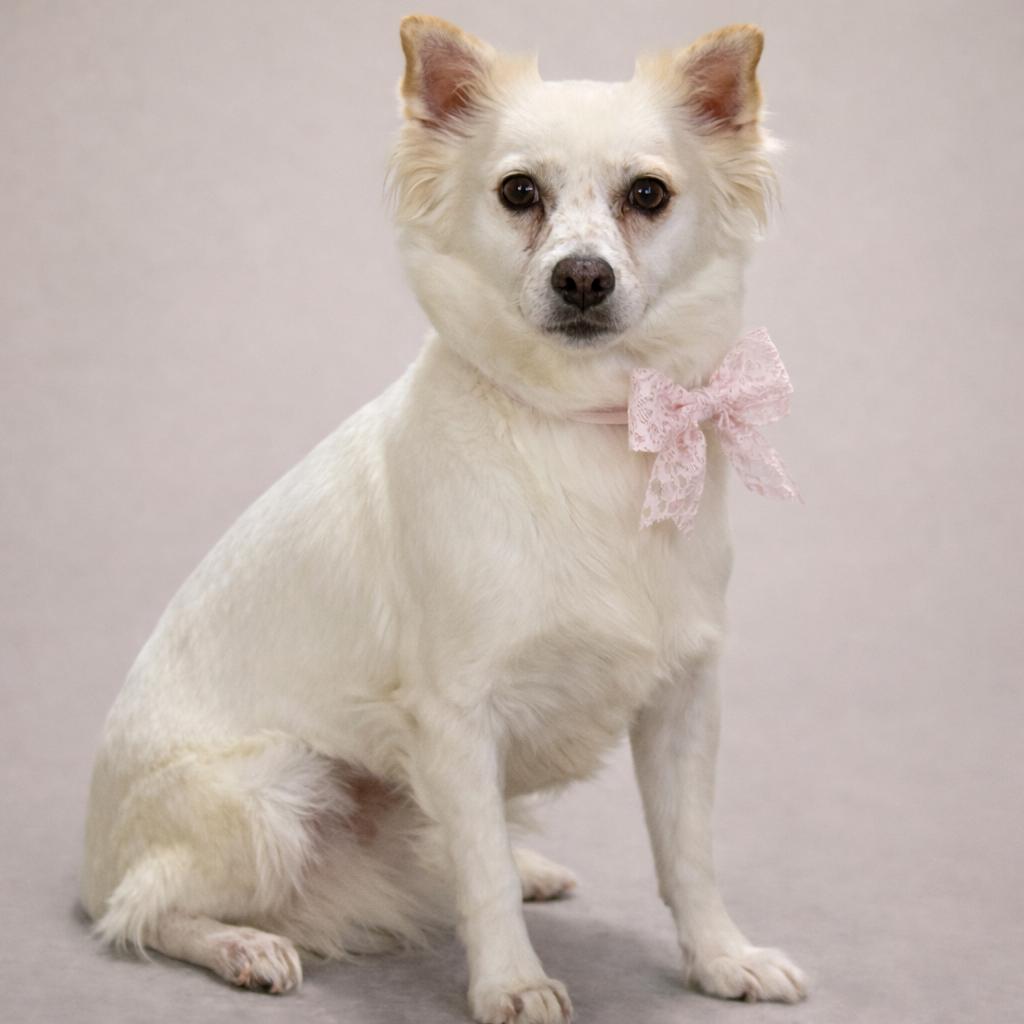 Enlarge Molly, a Adoptable mixed breed in Austin, TX image 4/5