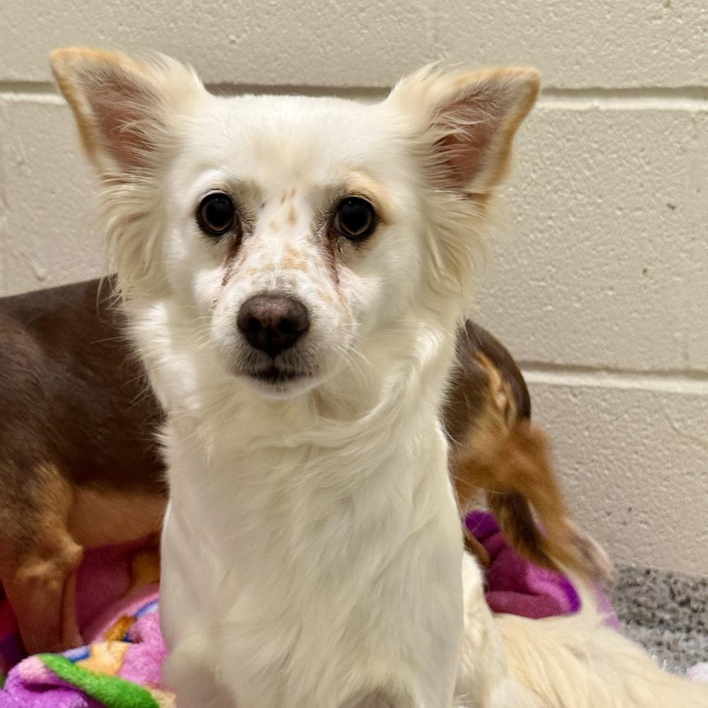 Molly, Adoptable, Adult Female American Eskimo Dog.