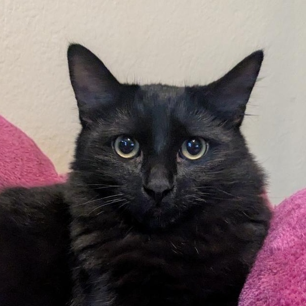 Thing, a Adoptable Domestic Medium Hair in Santa Ana, CA image 1/5