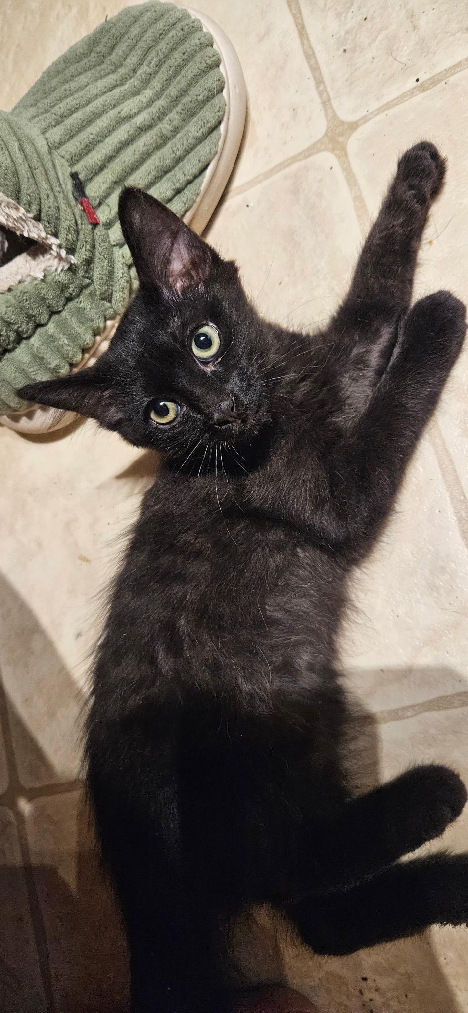 Thing, a Adoptable Domestic Medium Hair in Santa Ana, CA image 2/5