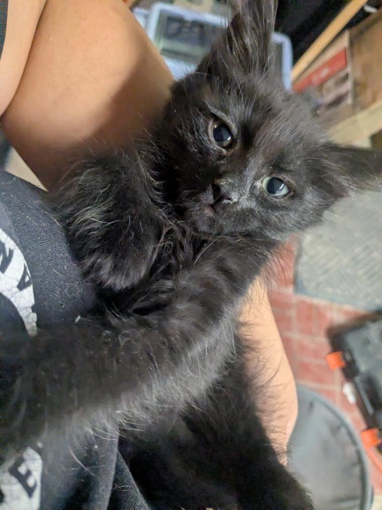 Thing, a Adoptable Domestic Medium Hair in Santa Ana, CA image 5/5