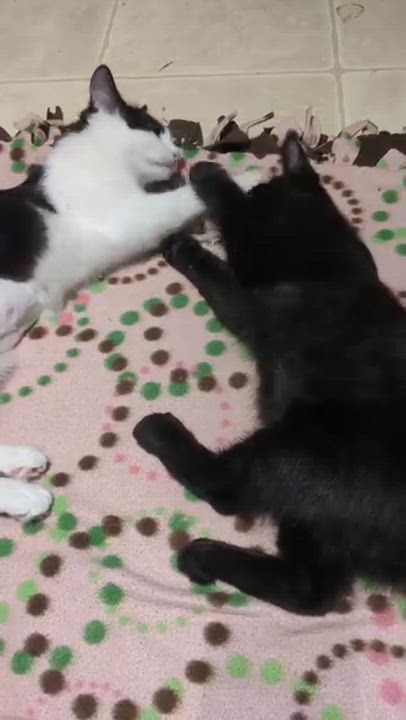 Enlarge Thing, a Adoptable Domestic Medium Hair in Santa Ana, CA video 3/5
