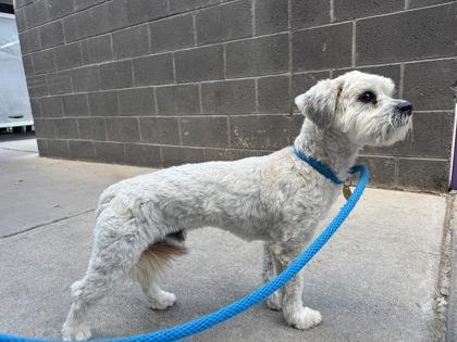 61906930, Adoptable, Young Male Maltese & Mixed Breed.