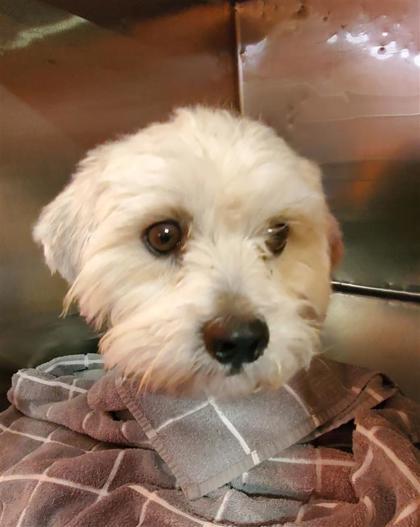 Enlarge 61906930, a Adoptable mixed breed in El Paso, TX image 2/2