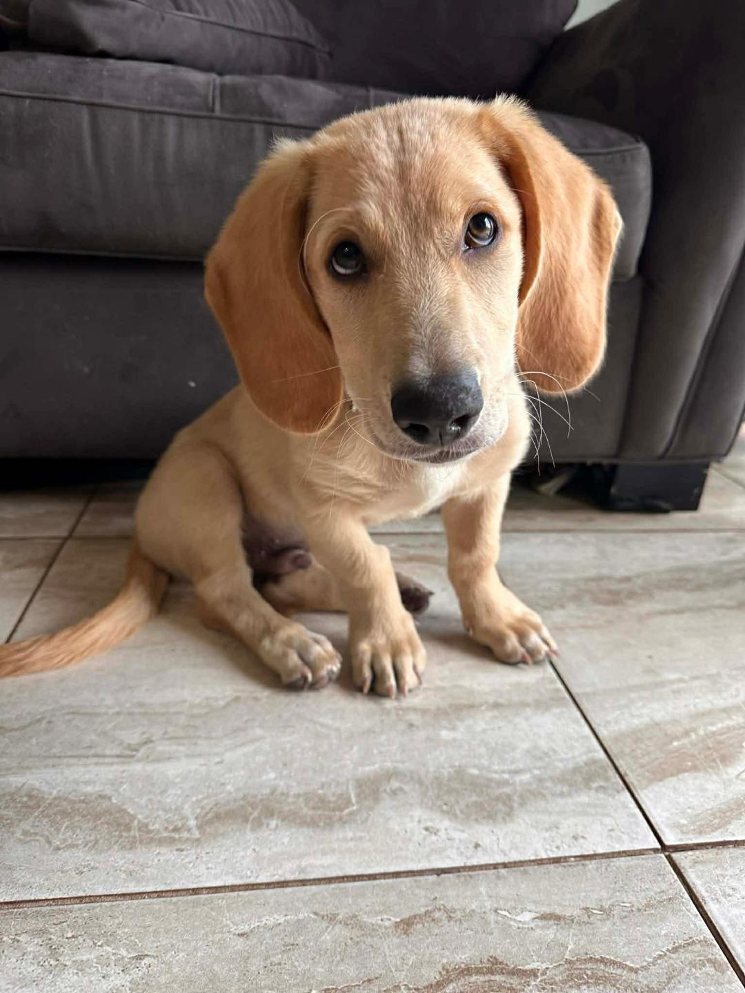 Roscoe, Adoptable, Puppy Male Basset Hound.