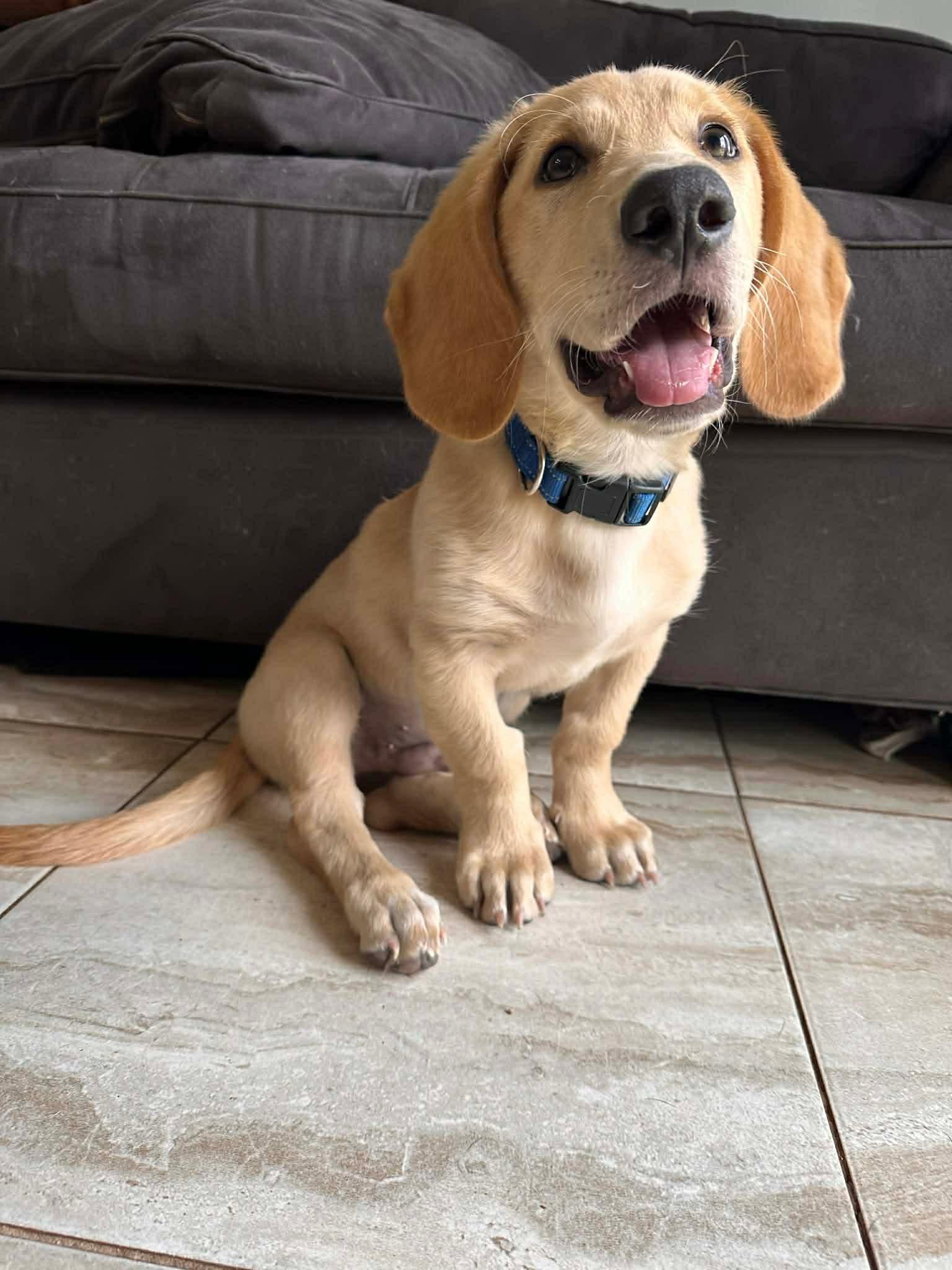 Enlarge Roscoe, a Adoptable Basset Hound in Auburndale, FL image 3/4