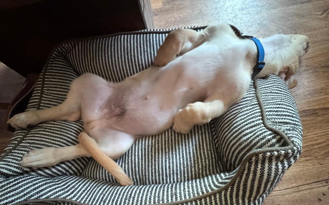 Enlarge Roscoe, a Adoptable Basset Hound in Auburndale, FL image 4/4